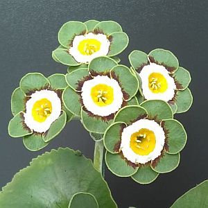 chris-gill=seedling