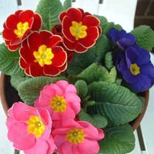 polyanthus