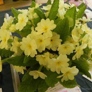 P. vulgaris