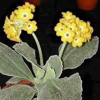 P. auricula