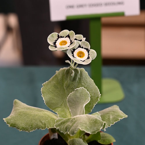 16-seedling