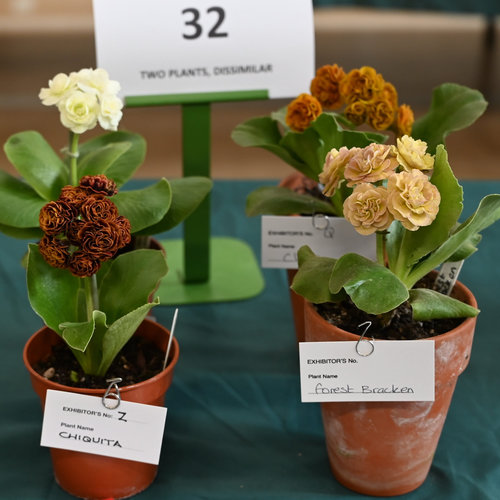 32-group