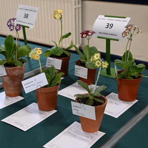 39-group