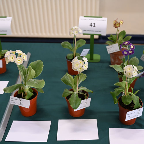 41-group
