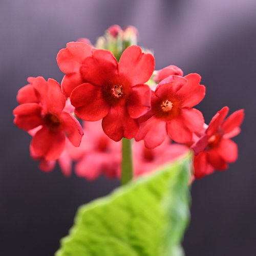 46-japonica