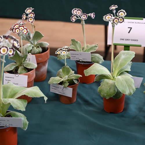 7-group