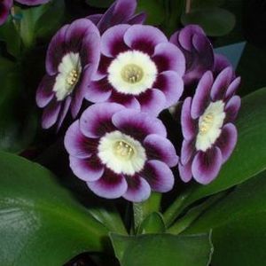 Auricula_Andrew_Hunter