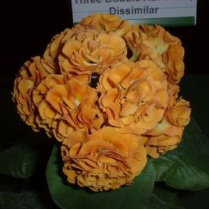 Auricula_Baroque