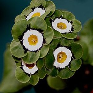 Auricula_Cherubino