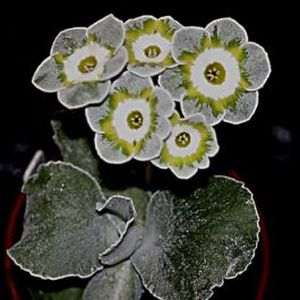 Clouded Auricula_Clouded_yellow