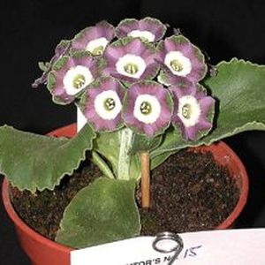 Auricula_Crimple