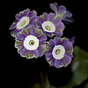 Auricula_Crinoline