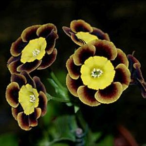 Auricula_Drax