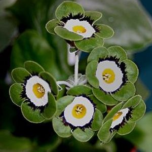 Auricula_Figaro