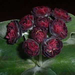 Auricula_Funny_Valentine