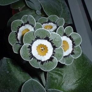 Auricula_Galatia