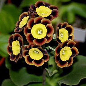 Auricula_Gary_Pallister