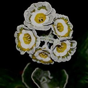 Auricula_Grey_Monarch