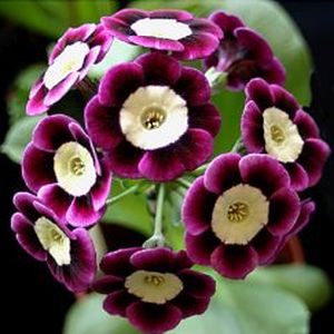 Auricula_John_Wayne