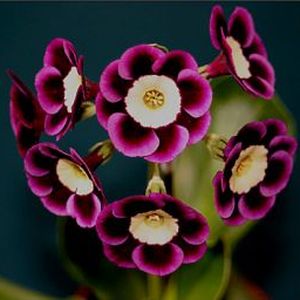 Auricula_Langley_Park