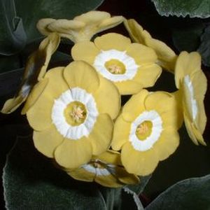 Auricula_Lemon_Ice