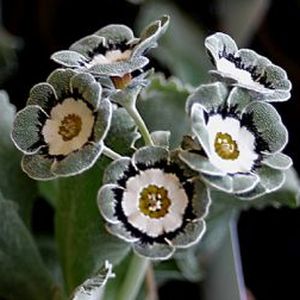 Auricula_Orlando