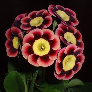 Auricula_Prince_John