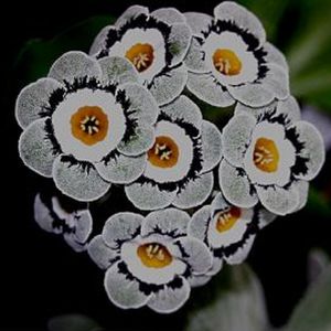 Auricula_Ptarmigan