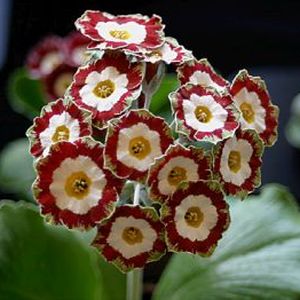 Auricula_Rajah