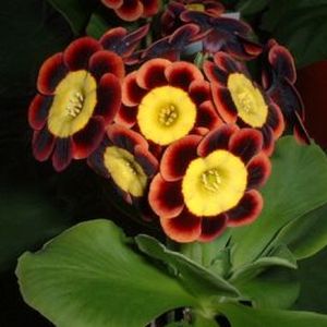 Auricula_Snooty_Fox