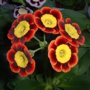 Auricula_Sonny_Boy