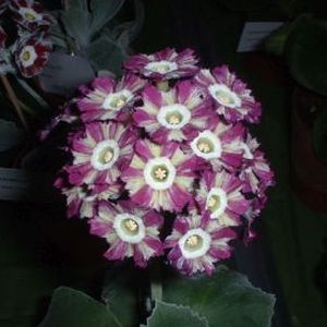 Auricula_Spokey