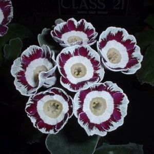 Auricula_Star_Wars