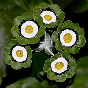 Auricula_Tamino