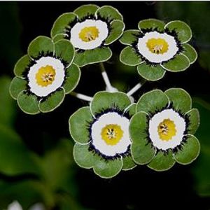 Auricula_Zircon