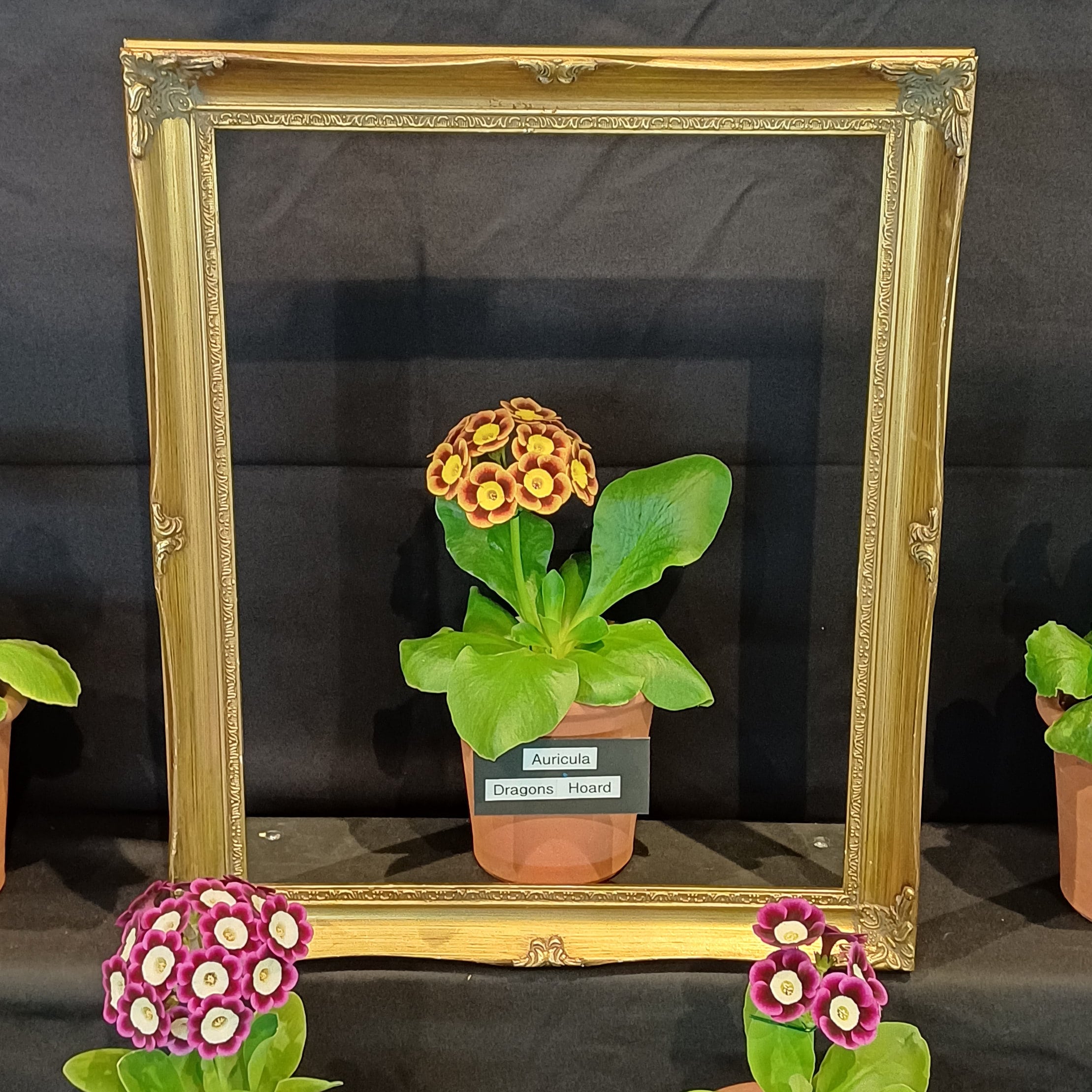 frame 1