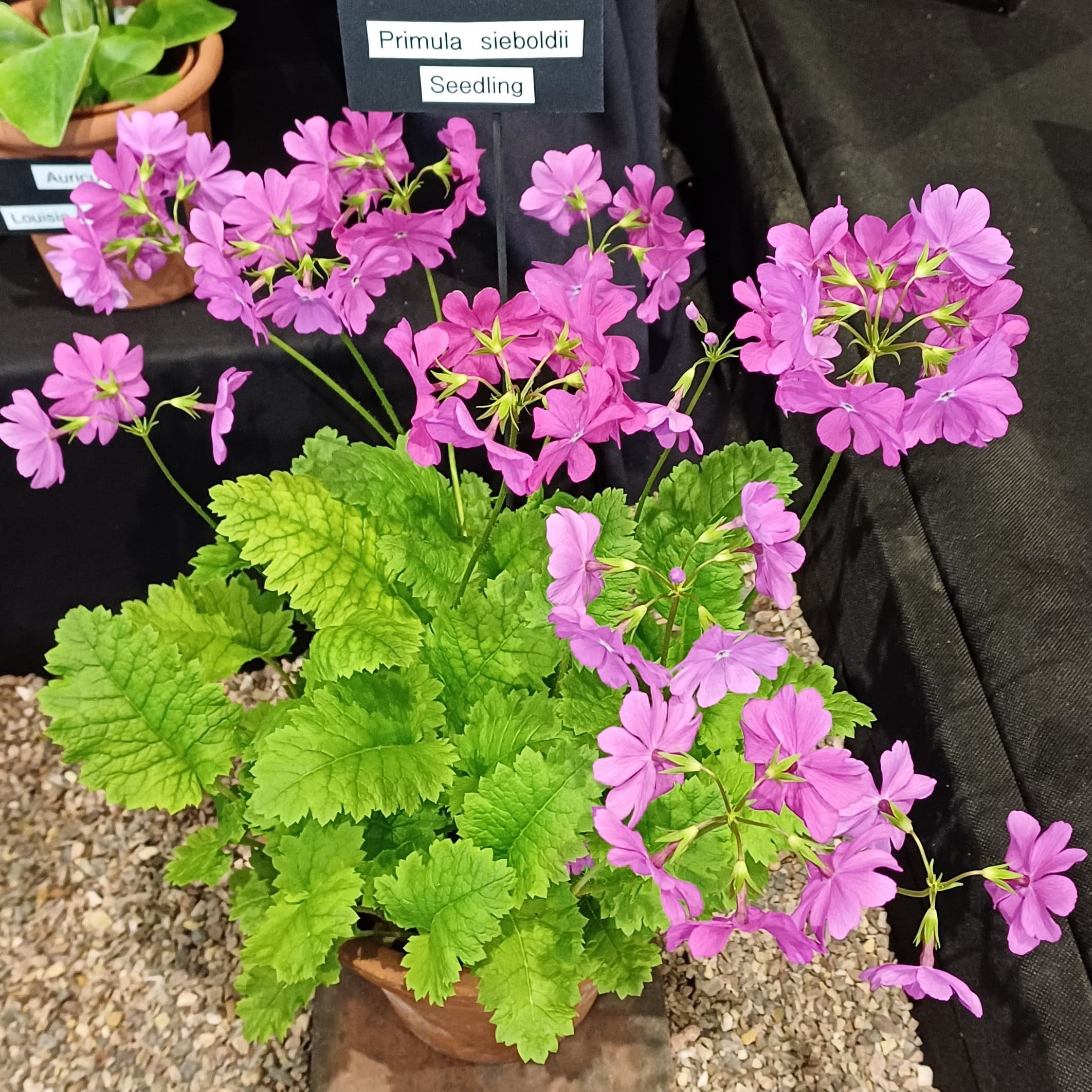 sieboldii