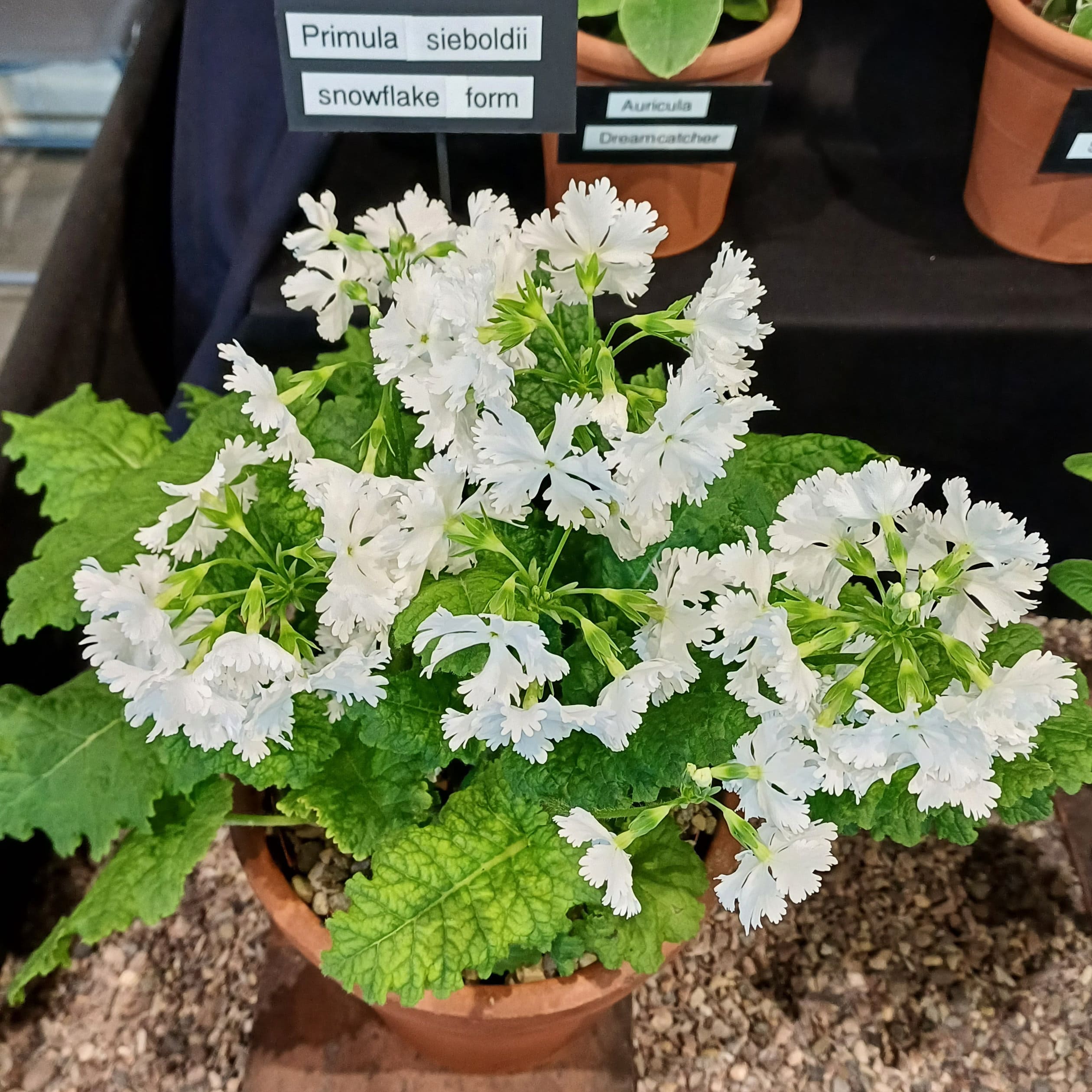 sieboldii 2