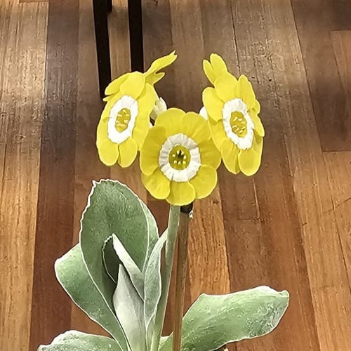 6-corntime