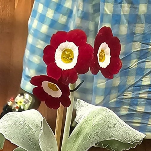 7-seedling