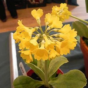 P. auricula