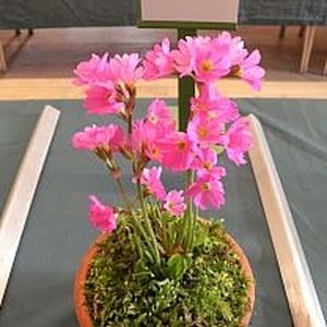 rosea grandiflora