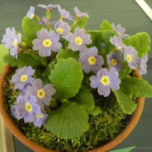 polyanthus seedling