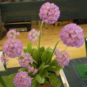 primula denticulata